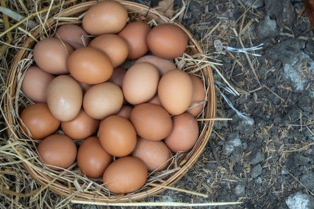 Impulsan en el Congreso una ley para identificar el origen y la producción de los huevos