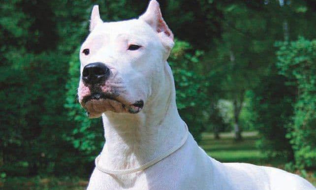 Ataque del dogo argentino: «Hay que asesorarse antes de ingresar un animal en una casa»