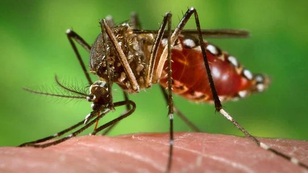 Confirmaron dos casos de dengue y evalúan otros dos como probables
