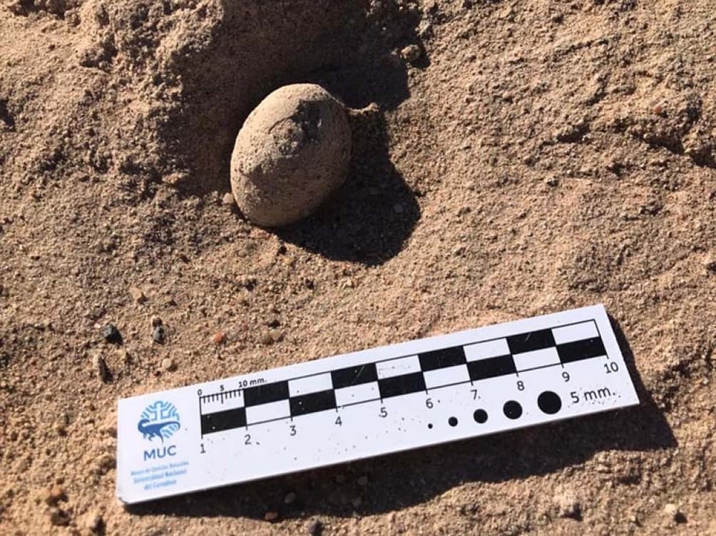 Hallan nidos de huevos de dinosaurios en campus de la Universidad Nacional del Comahue