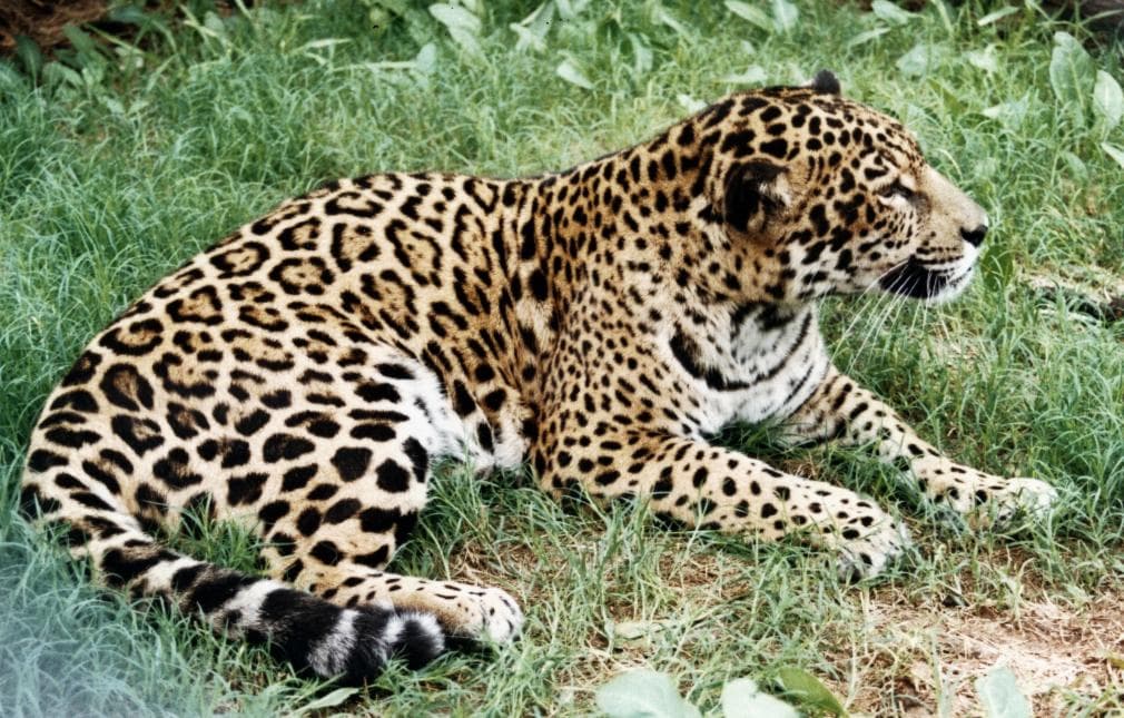 Nacieron dos yaguaretés silvestres en los Esteros del Iberá por primera vez en más de 70 años