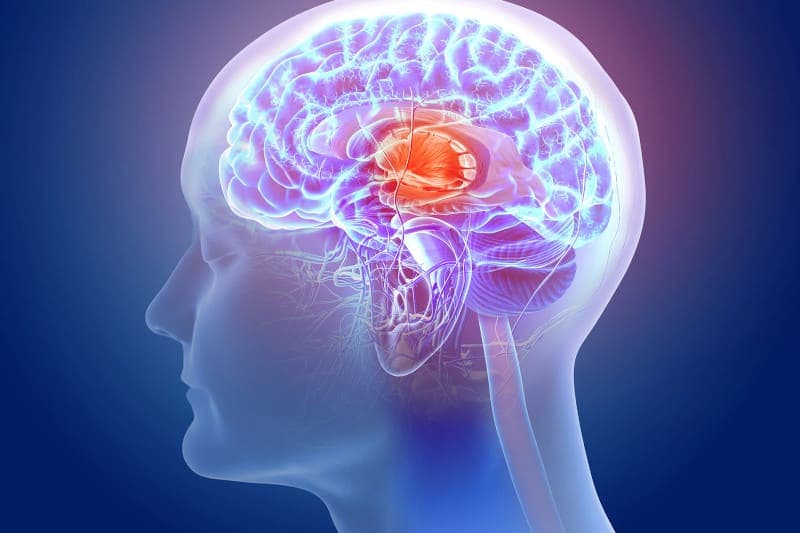Cómo se mide la velocidad de la comunicación cerebral y por qué aumenta incluso en la adultez, según un estudio de Mayo Clinic