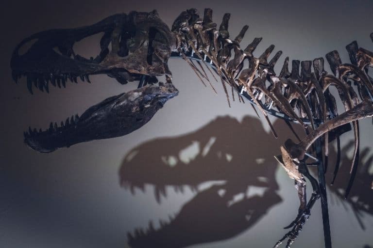 Subastarán dos esqueletos de dinosaurios en Nueva York