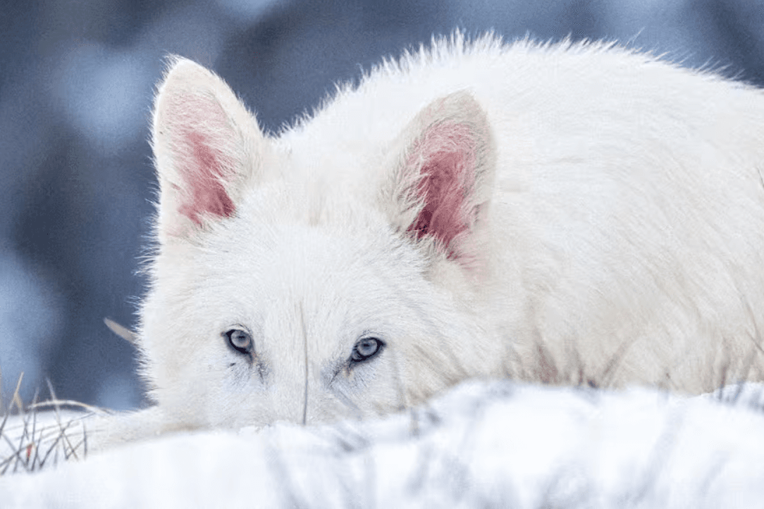 Una empresa biotecnológica logró “revivir” al lobo terrible, una especie extinta hace más de 10.000 años