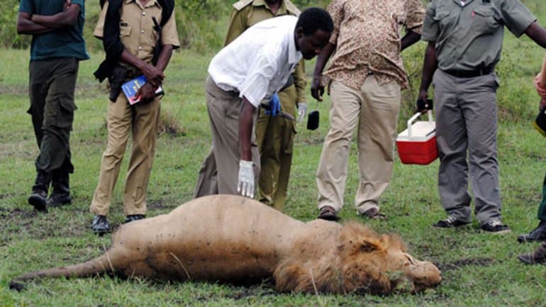 Indignación mundial: envenenaron a tres leones famosos en Kenia