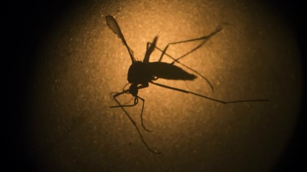 Brasil buscará disipar las dudas por el zika en una reunión de la OMS