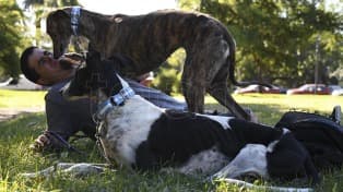 Crece la adopción de galgos tras la sanción de la ley que prohíbe las carreras