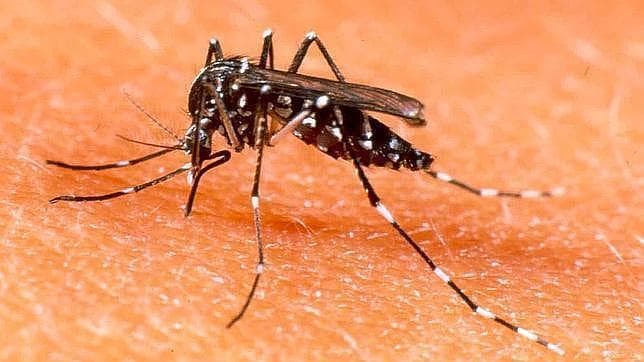Un relevamiento indica que en Córdoba hay «riesgo de brote» de zika y dengue