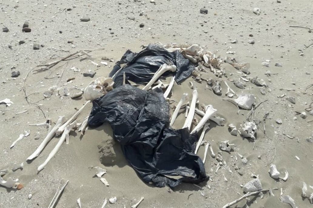 Chubut: dos turistas encontraron 20 esqueletos humanos de 3 mil años de antigüedad