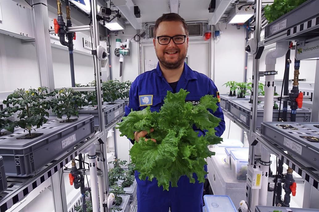 Lograron cultivar lechuga en la Antártida: sin tierra, luz solar o pesticidas