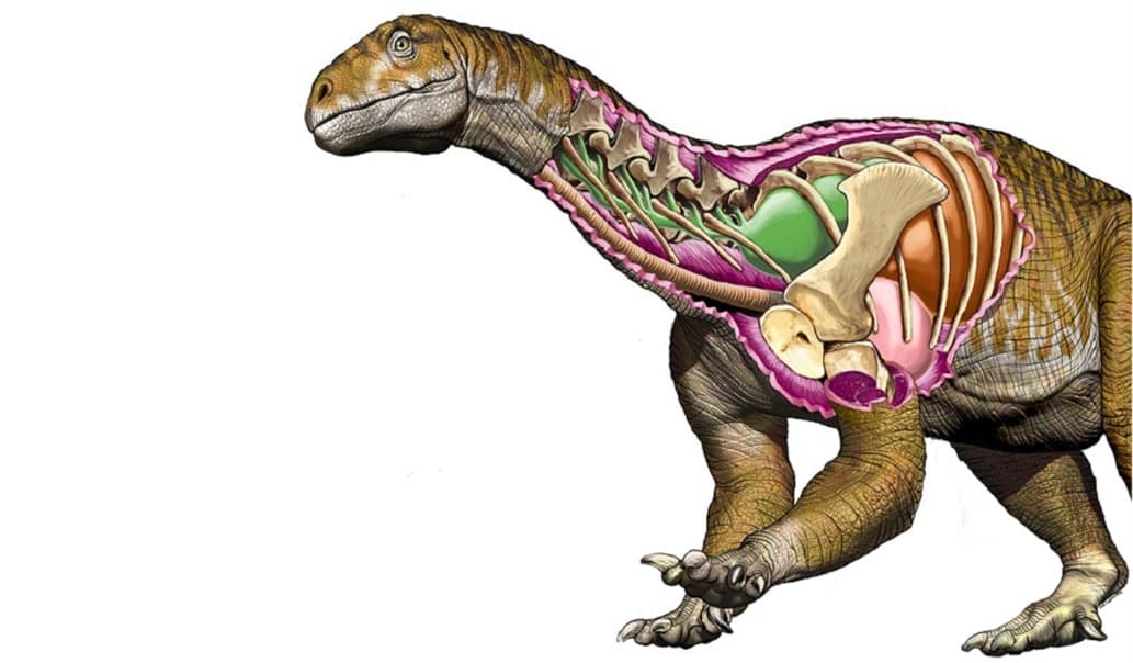 Descubrieron en San Juan el dinosaurio gigante más antiguo de que se tenga registro; tiene 205 millones de años
