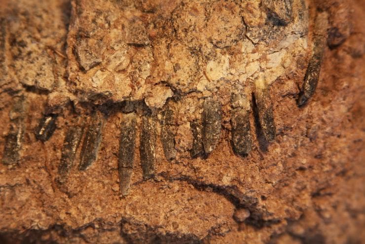 Descubren en Neuquén una nueva especie de dinosaurio de hace 140 millones de años: tenía largas espinas