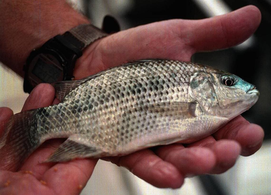 Una mujer transgénero se convirtió en la primera en recibir un implante de vagina hecho con piel de pescado