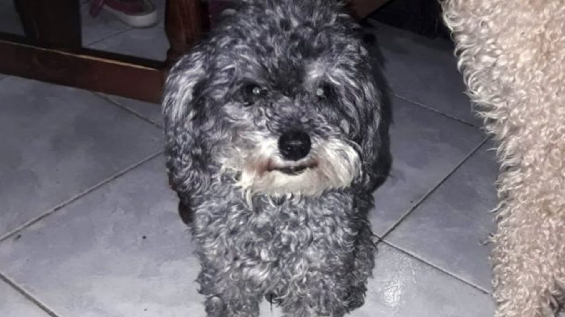 Un nene con autismo ofrece su bicicleta para que le devuelvan a su perro: «No me importa regalarla si vuelve Tito»