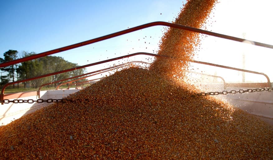 El USDA recortó las proyecciones de maíz para EEUU