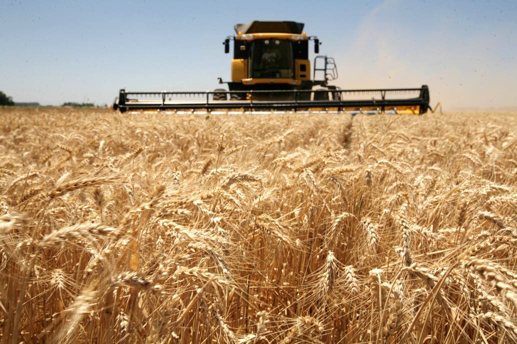 Trigo: el blanqueo en la industria molinera alcanzó los $2850 millones