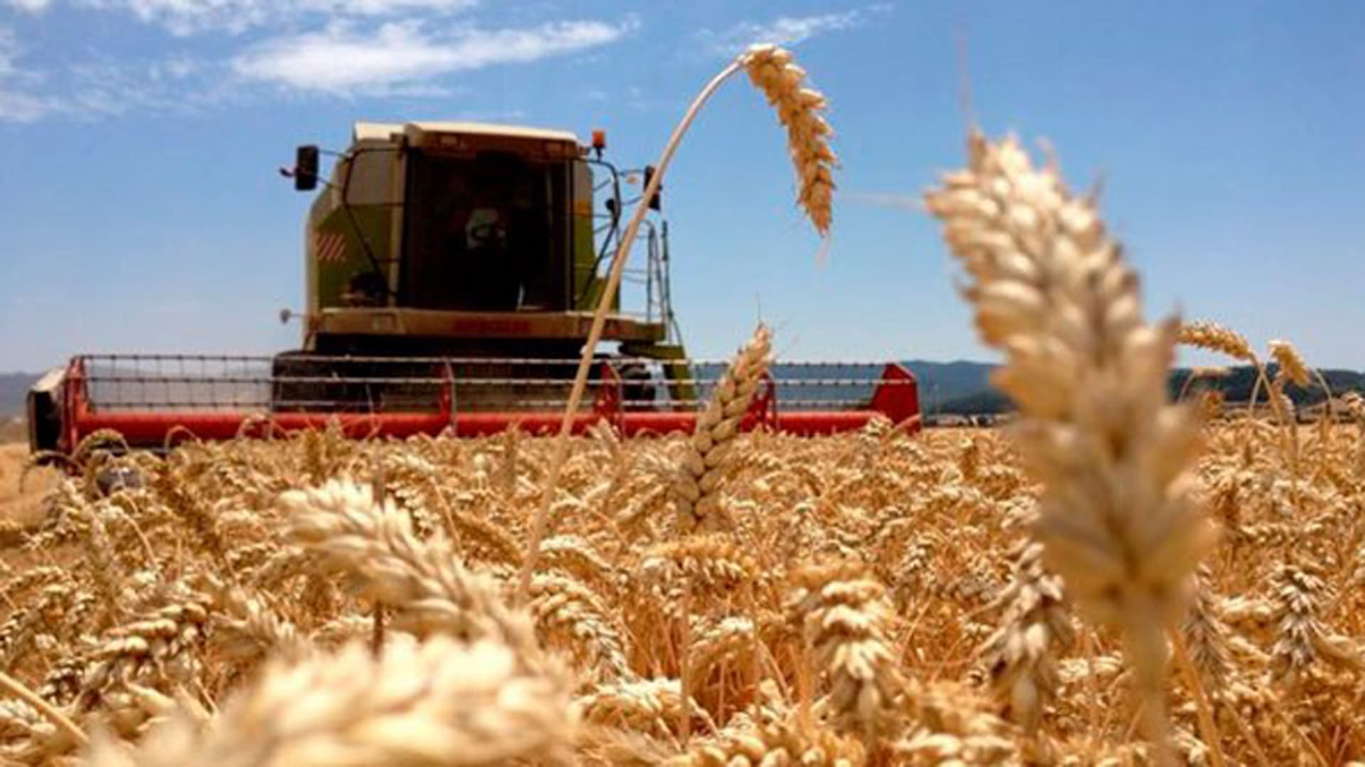 Los efectos del clima: la Bolsa de Rosario recortó sus estimaciones de producción de trigo y siembra de maíz