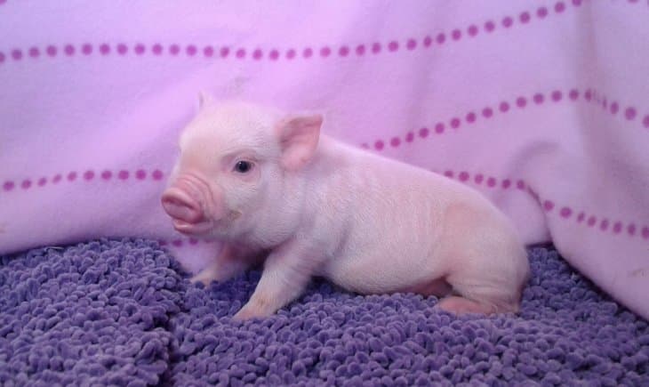 Furor en Argentina por los mini pigs: ¿cuánto salen las mascotas del momento?