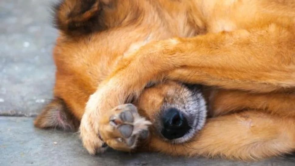 Bestia le pegó los ojos a su perra para abandonarla y evitar que lo siguiera