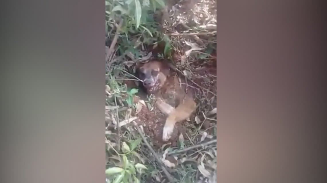 Crueldad pura: rescataron a un perro que fue enterrado vivo por sus dueños