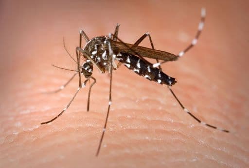 Sin freno: aumentan los casos de dengue en el país