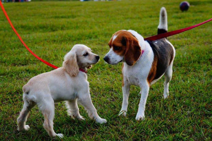 La Legislatura solicita que se exceptúe a los «paseadores caninos» de la cuarentena
