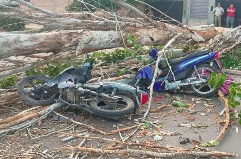 Featured image for: Mendoza: Murió un motociclista tras ser aplastado por un árbol por el viento Zonda