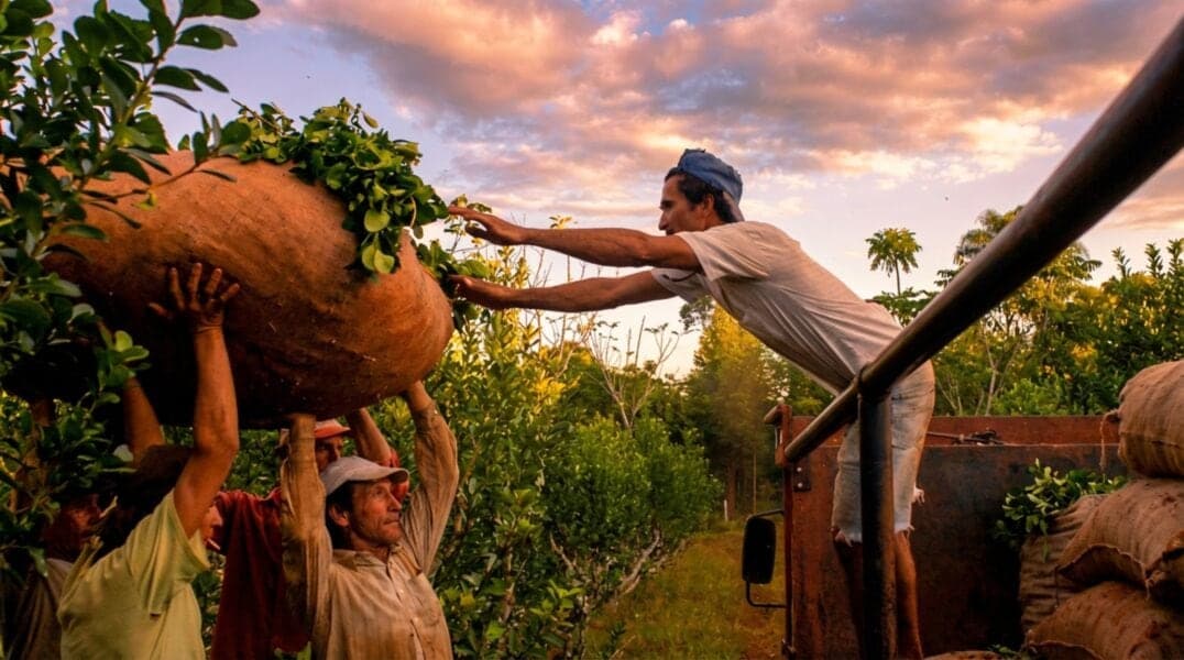 Featured image for: La crisis de la yerba mate golpea a Misiones y crece la preocupación en el sector: “Es inviable seguir así”