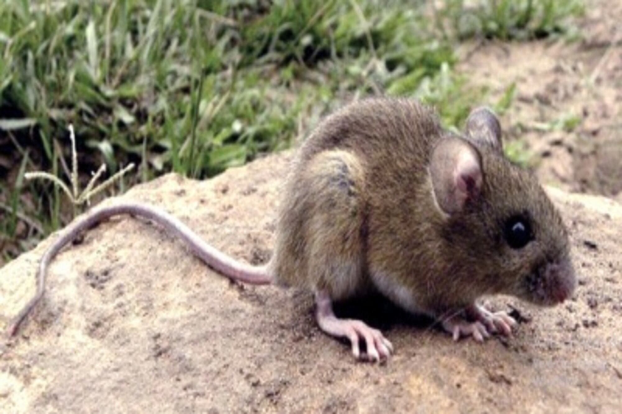Featured image for: Alerta en la provincia de Buenos Aires: una niña de 10 años murió por hantavirus en General Belgrano
