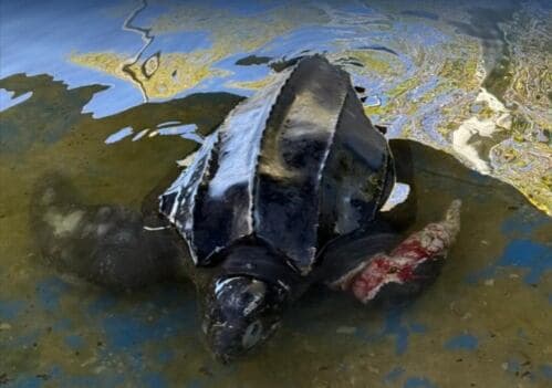 Featured image for: Murió una tortuga laúd en Villa Gesell. Qué se sabe del caso y por qué la especie está en riesgo