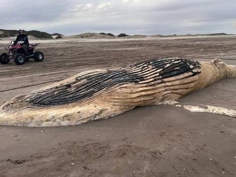 Featured image for: Tras la aparición de cinco tortugas marinas muertas en el Partido de la Costa, hallaron sin vida a una ballena jorobada