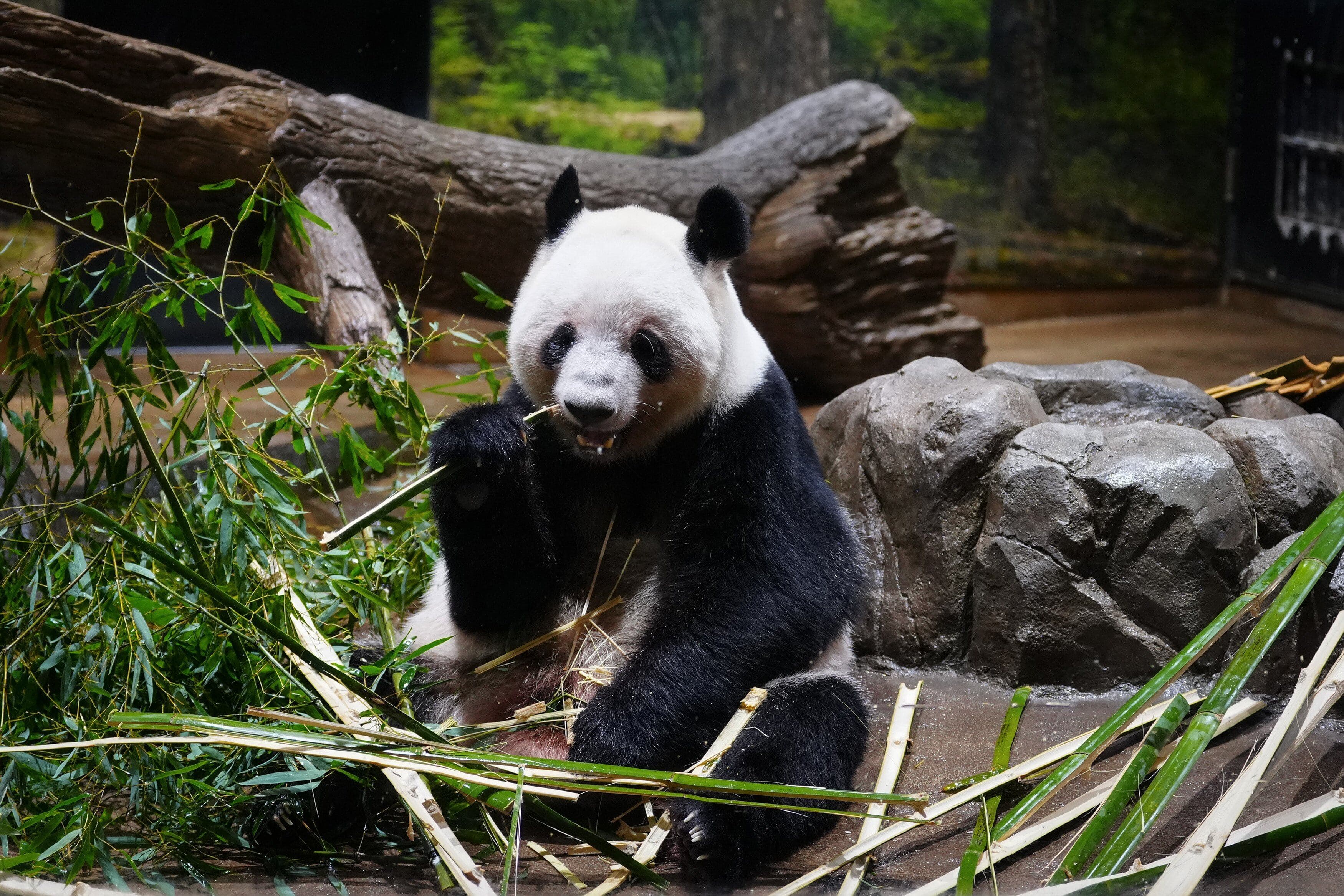 Featured image for: Vuelven a China los últimos dos pandas que tenía Japón en medio de las crecientes tensiones diplomáticas