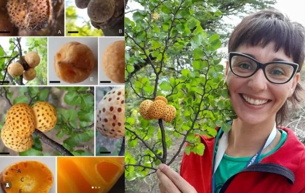 Featured image for: Una becaria chubutense identificó dos nuevas especies de hongos endémicos nativos