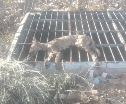 Apareció muerto un puma que había sorprendido a los vecinos de Luján de Cuyo tras pasearse en el centro de la ciudad