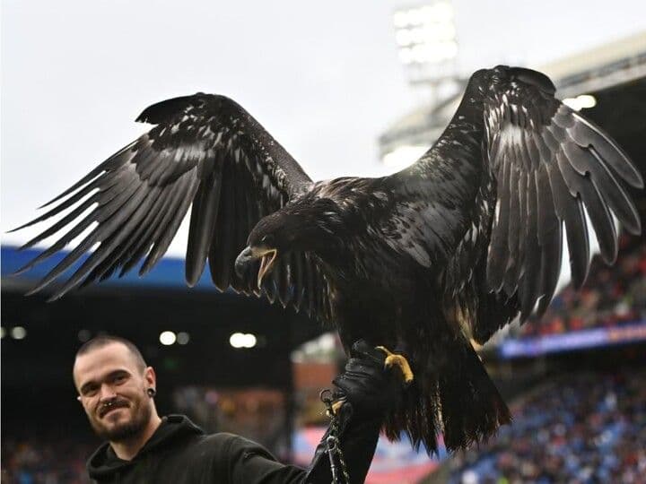 Defensores de animales denunciaron al Crystal Palace por usar un águila viva como mascota