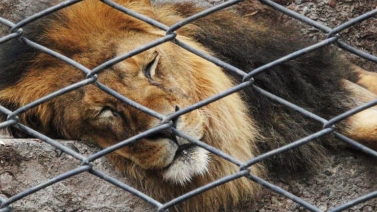 Proponen cerrar el Zoo de la Ciudad para transformarlo en un Jardín ecológico