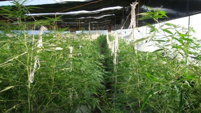 Allanaron un invernadero de marihuana con 30 mil plantas