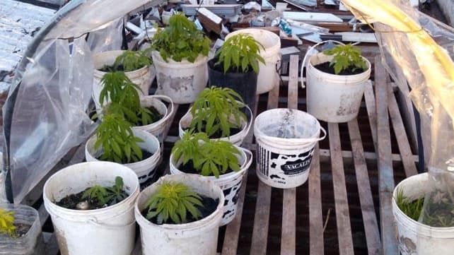 Vendía productos de limpieza y tenía plantas de marihuana en el local