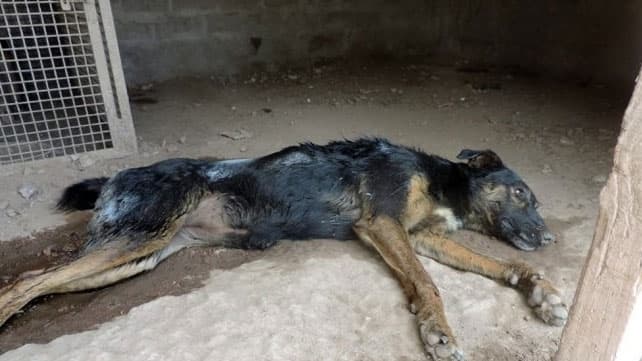 Una extraña enfermedad paraliza a los perros de una ciudad bonaerense