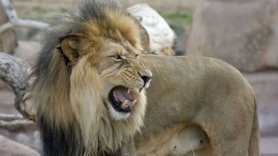 Un león ataca a una compañera de celda en el zoológico de Polonia