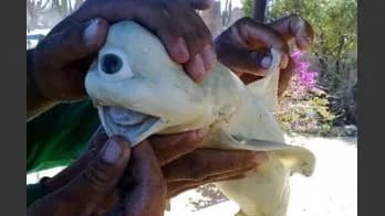 Macabro hallazgo de tiburón «mutante» albino y con un solo ojo