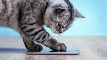 App de celular convierte los maullidos de gatos en palabras