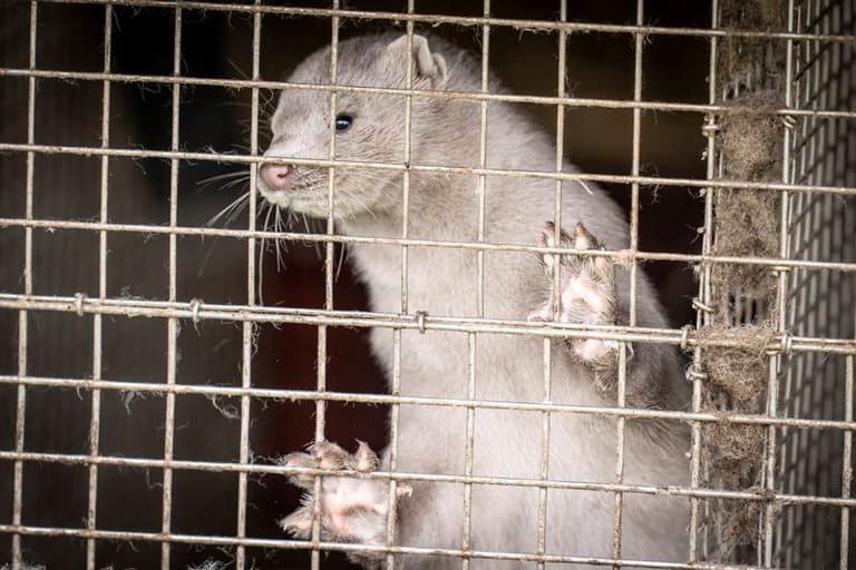 Preocupación mundial por los visones, los únicos animales que se infectan COVID-19 del humano y también lo pueden contagiar