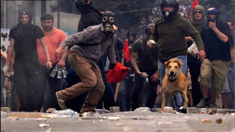 Murió el perro piquetero que lideraba las protestas en Grecia