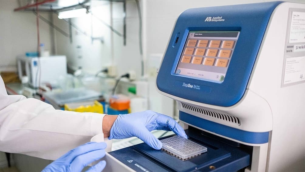 Descubren el rol clave de una proteína en el desarrollo de la septicemia, que evitaría muertes