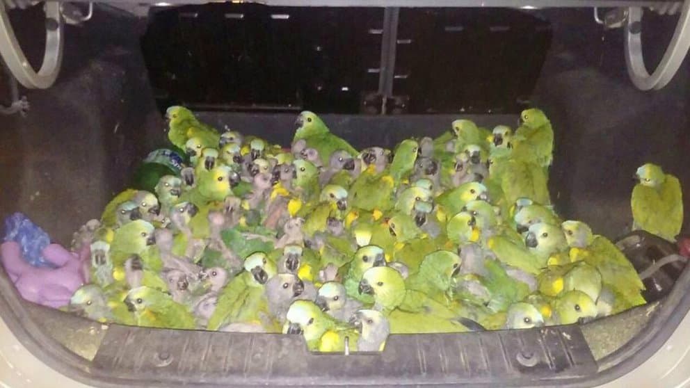 Peligro por varios casos de neumonía debido al brote de una bacteria en aves en la Argentina