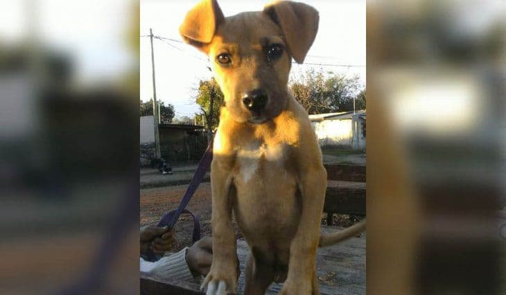 Mató a cuchillazos a un perro, amenazó al dueño y la Justicia no inicia el juicio: «Seguimos esperando que condenen al asesino»