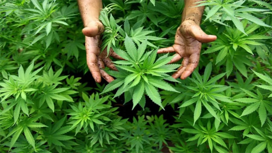 El ejército italiano tiene una nueva función: producir cannabis para uso médico