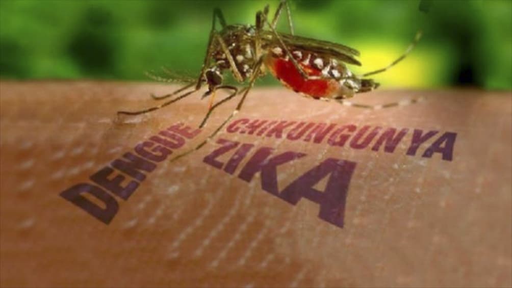 Investigadores argentinos descubren mecanismo clave de los virus de dengue y zika