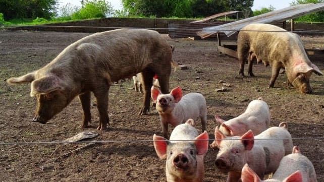 Entraron a robar a un matadero y se llevaron más de 290 cerdos vivos